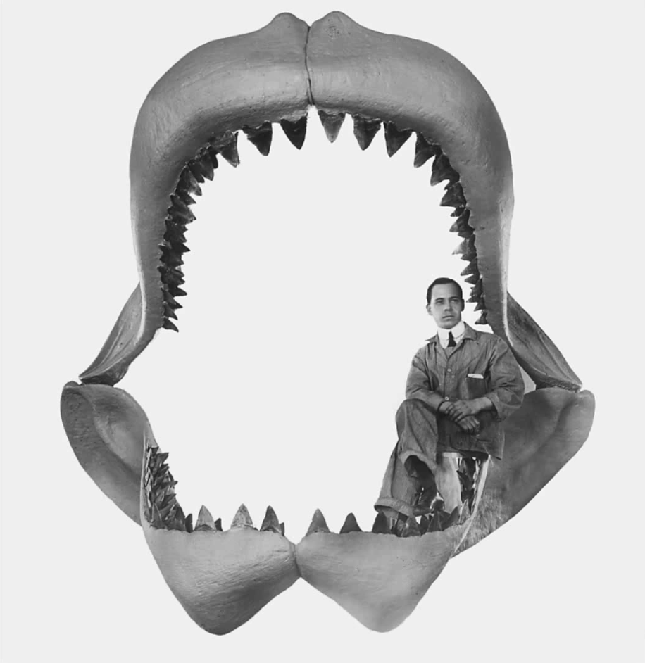 Megalodon Shark Mouth